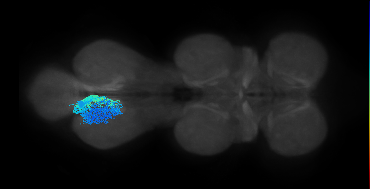 NB1-2 Notch OFF hemilineage primary neuron