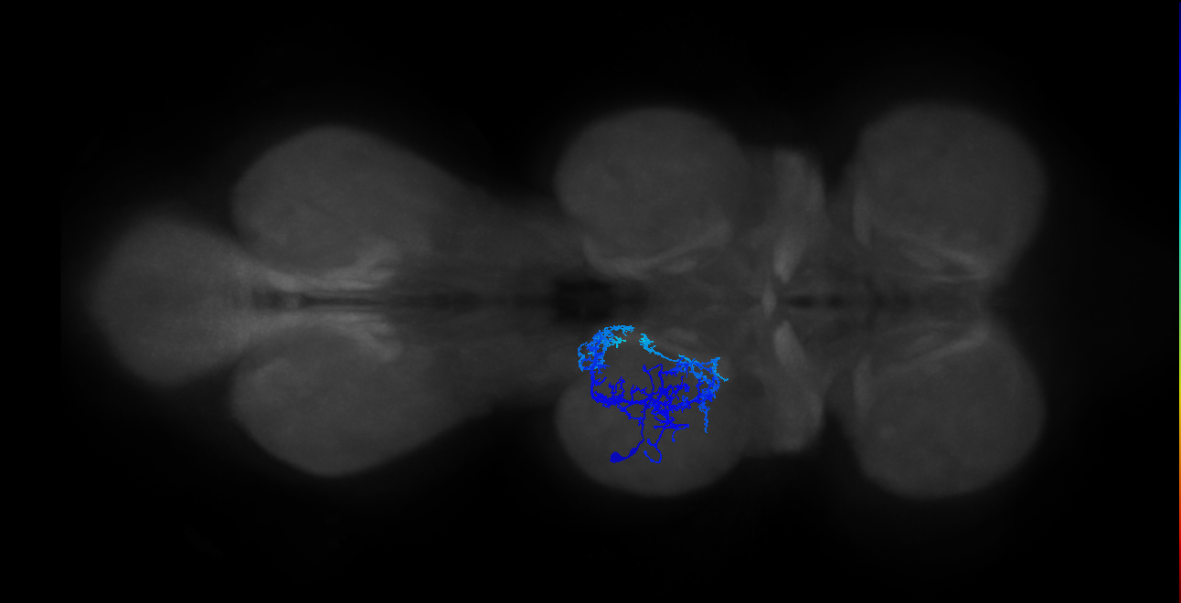 IN01B021_L (MaleCNS:803870)