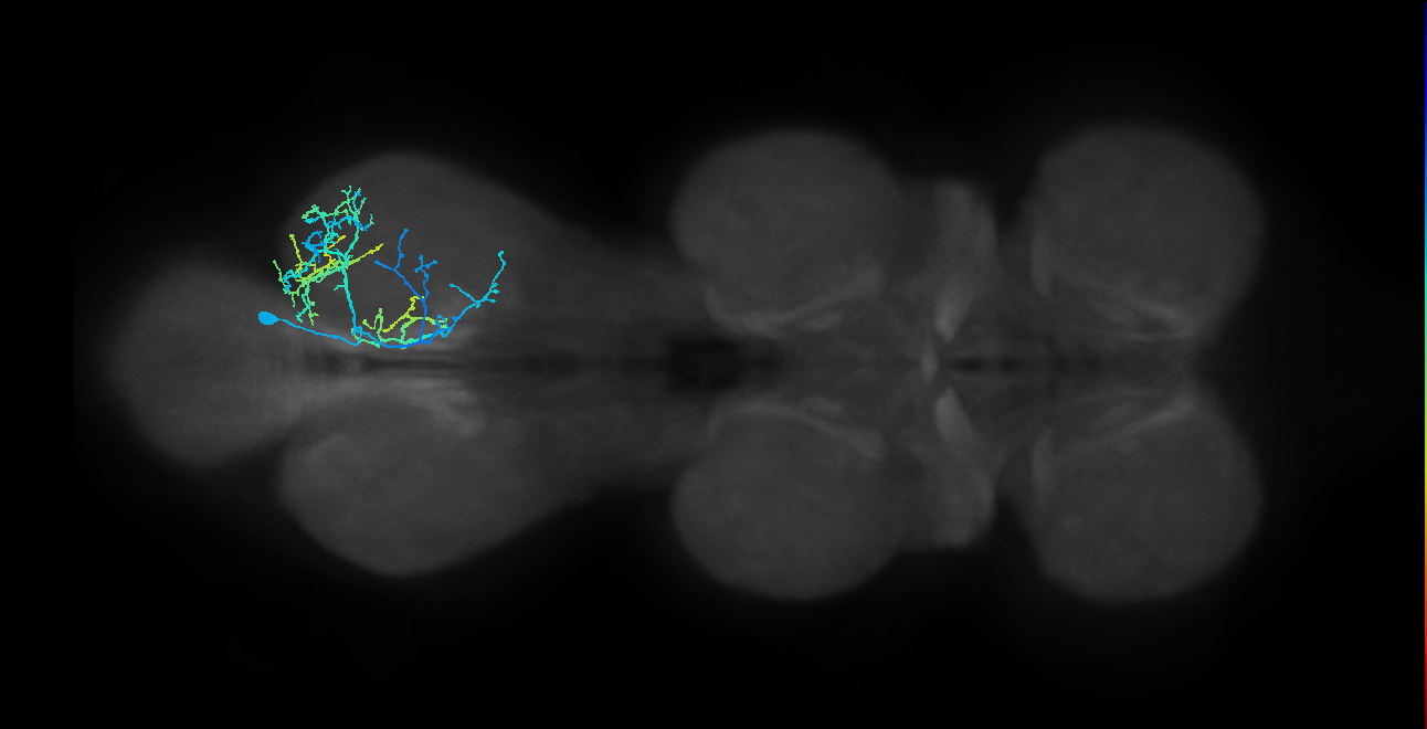 IN01B027_a_R (MaleCNS:804938)