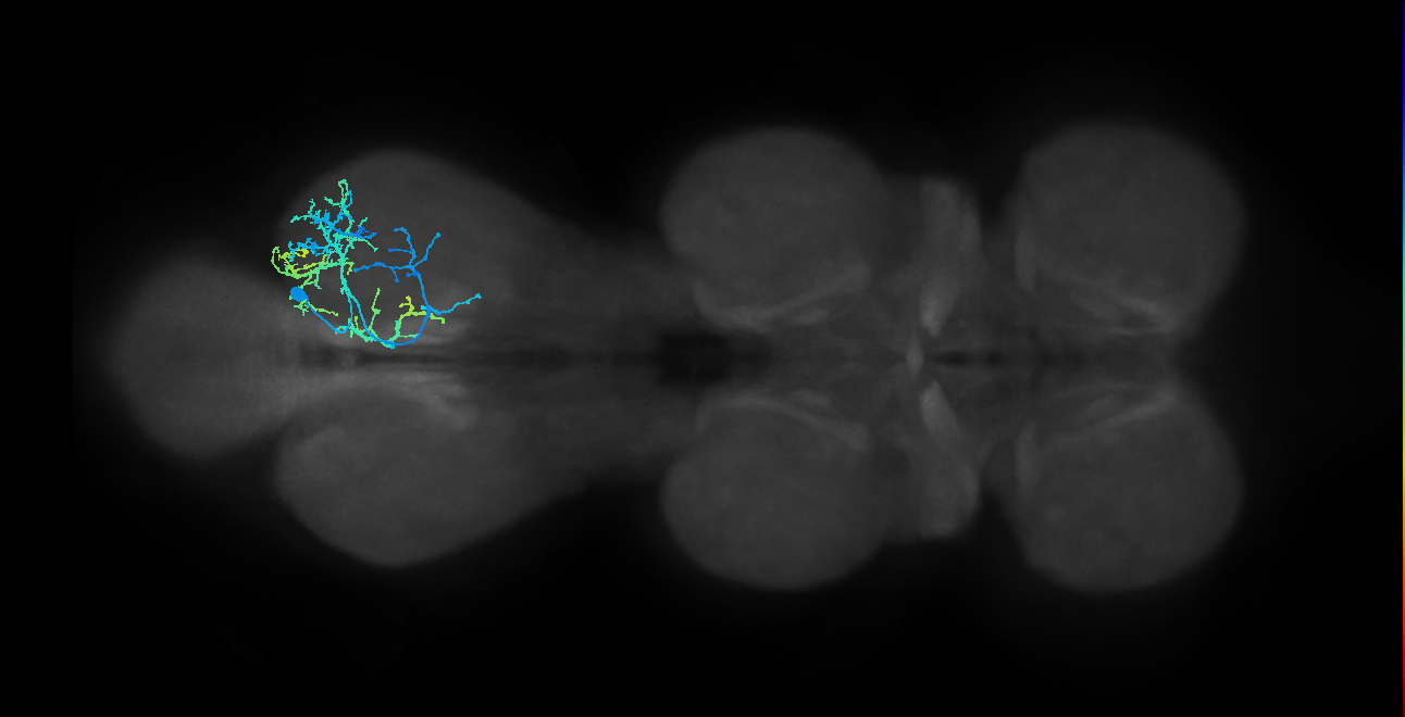 IN01B027_a_R (MaleCNS:1052280561)