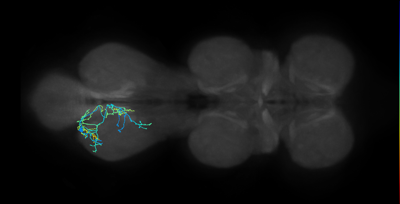 IN01B027_b_L (MaleCNS:1051323883)