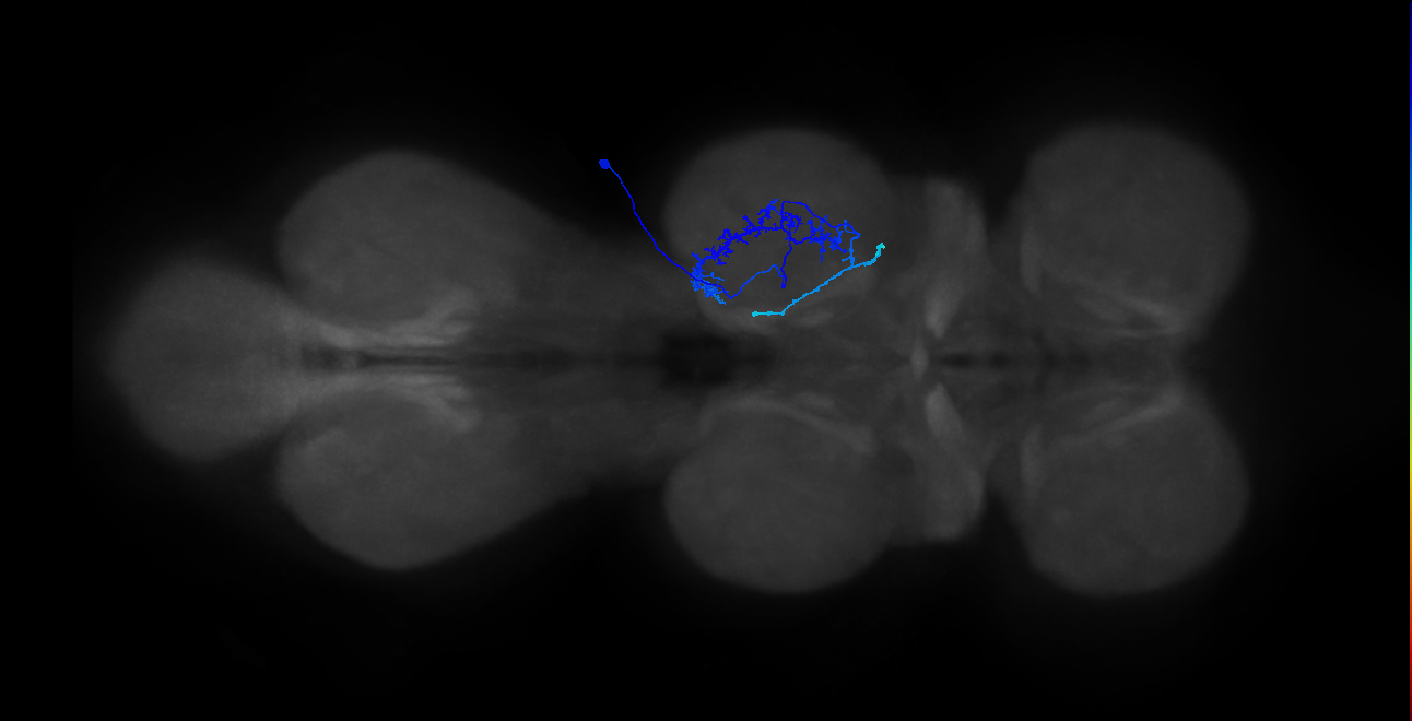 IN01B042_R (MaleCNS:904285)