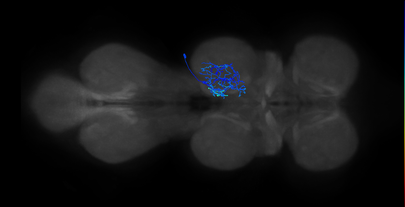 lineage 1 secondary neuron
