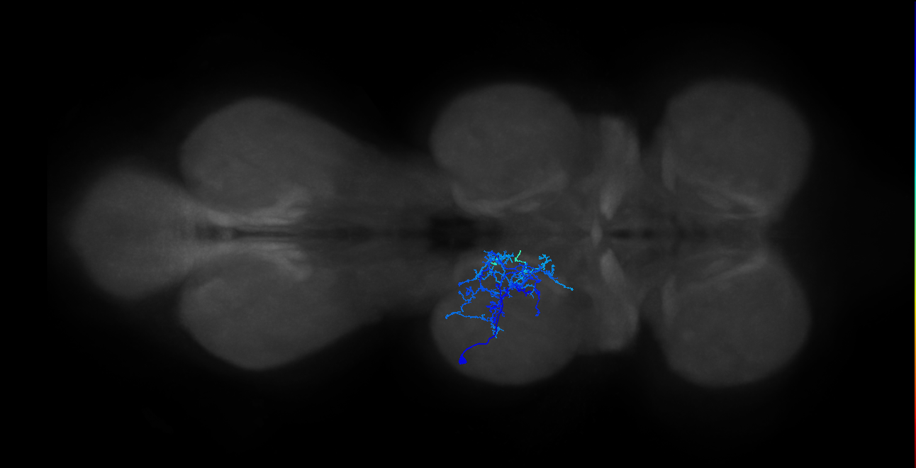 lineage 1 secondary neuron