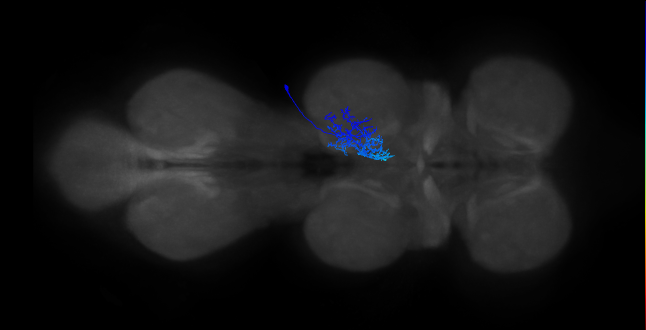 IN01B065_R (MaleCNS:807976)