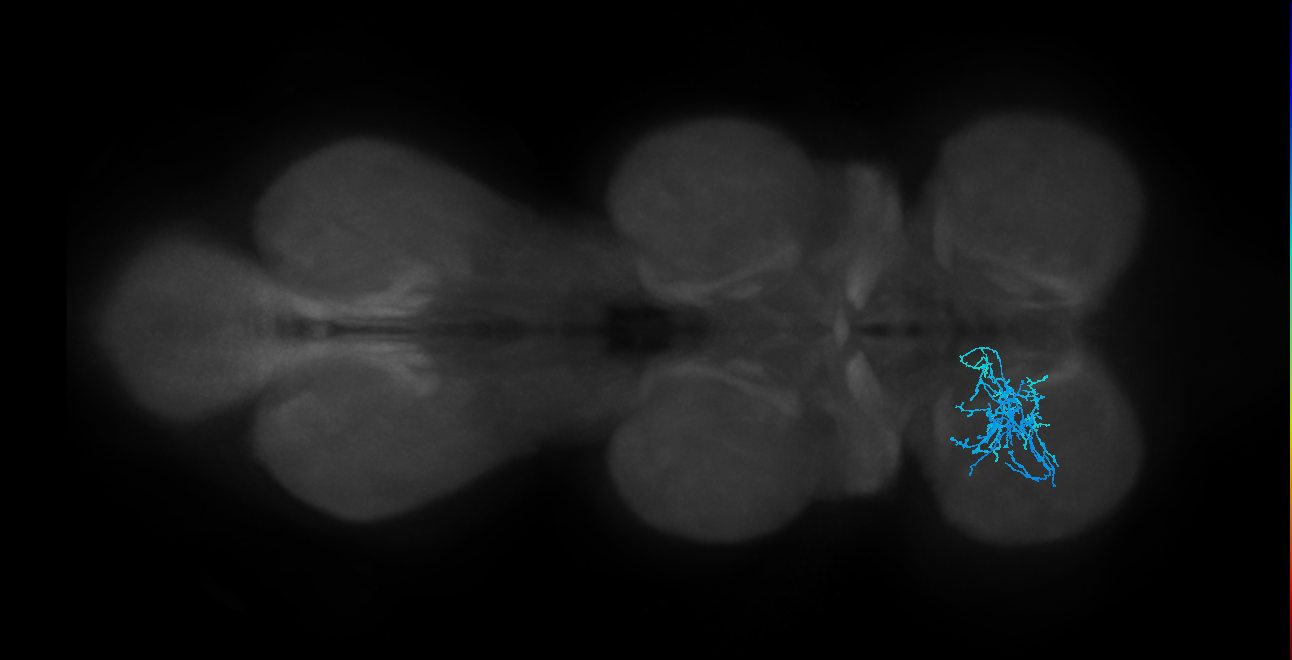 IN01B065_L (MaleCNS:812956)