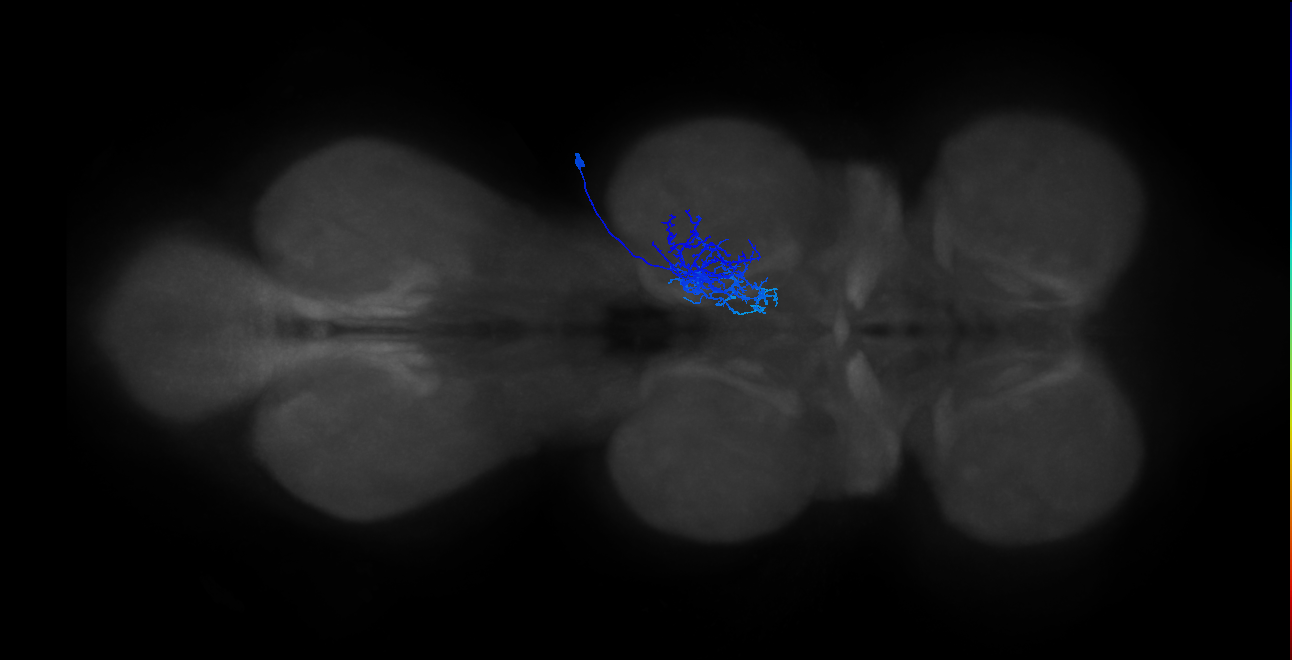 IN01B065_R (MaleCNS:809675)