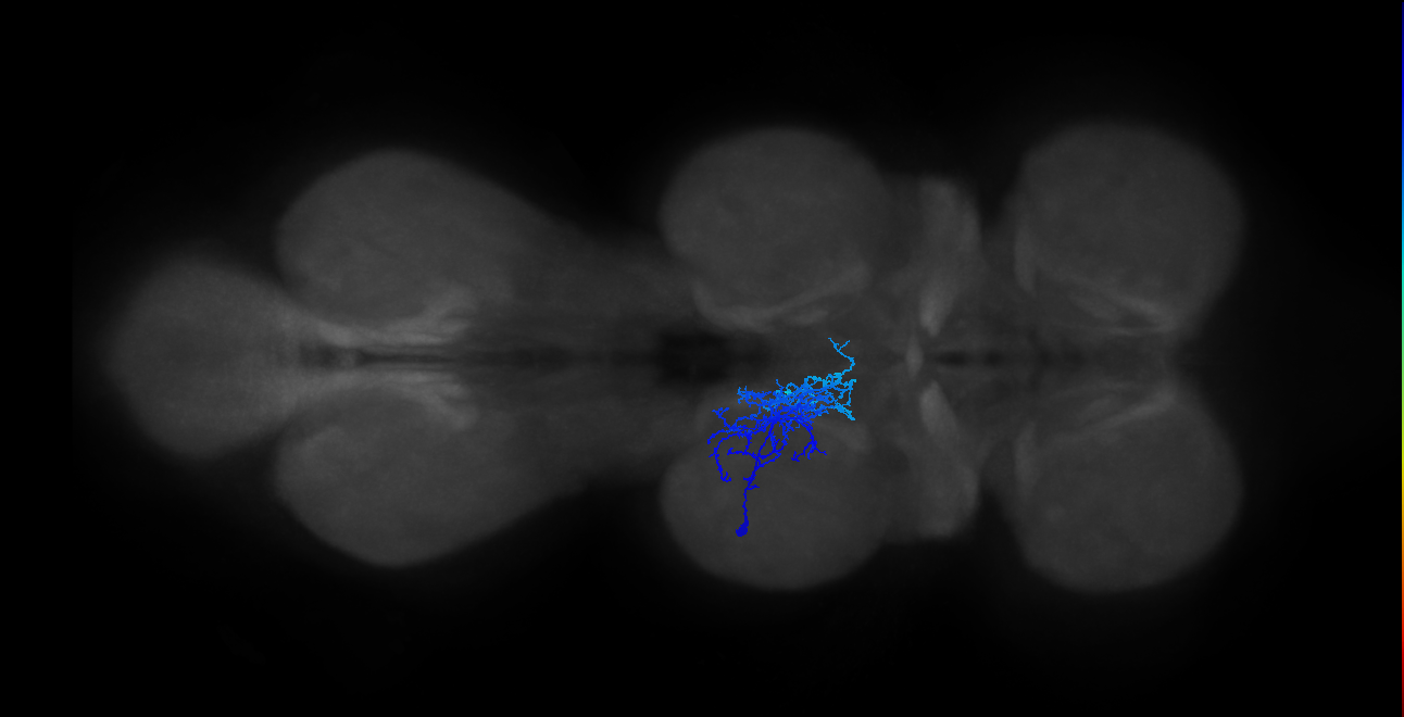 IN01B065_L (MaleCNS:911406)