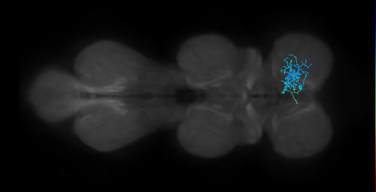 IN01B065_R (MaleCNS:910152)