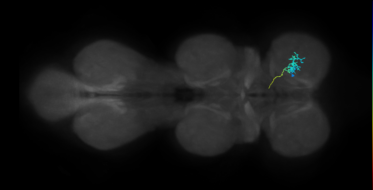 IN01B082_R (MaleCNS:911460)