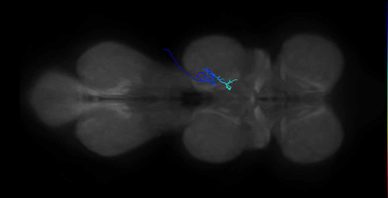 IN01B090_R (MaleCNS:817163)