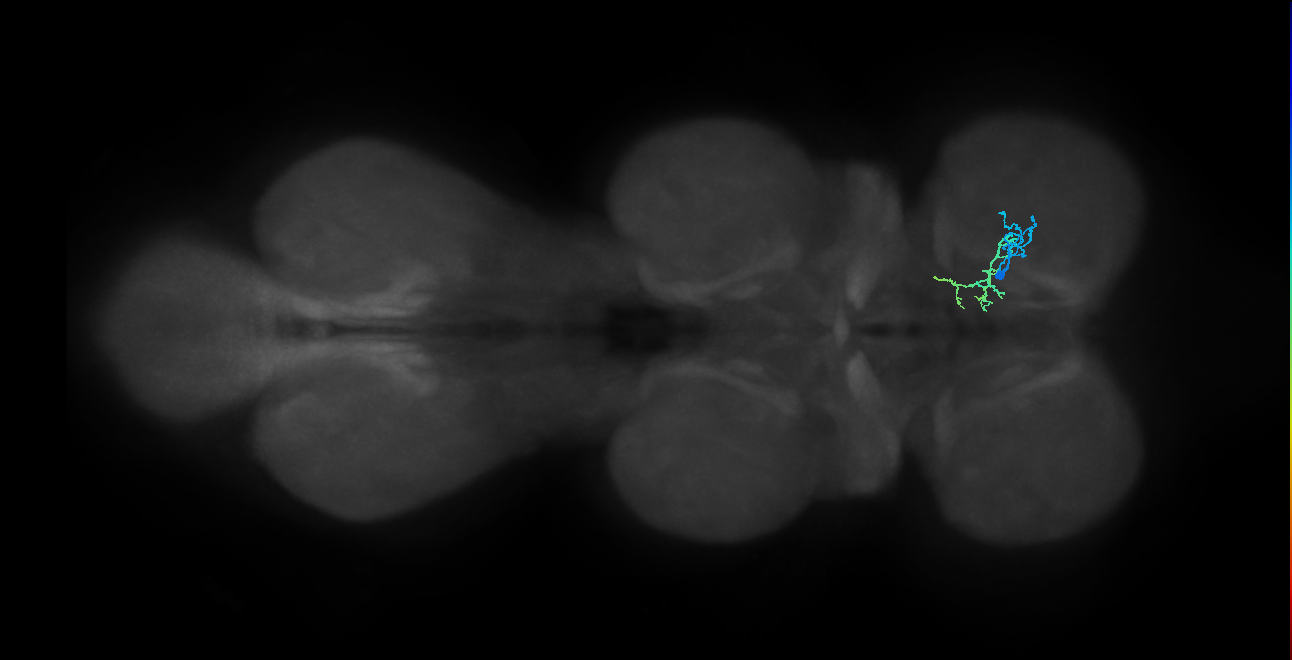 IN01B095_R (MaleCNS:818548)