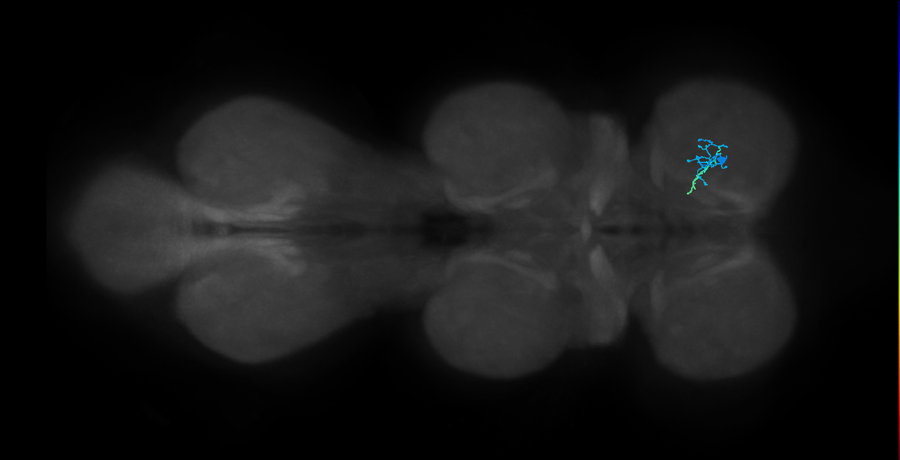IN01B095_R (MaleCNS:818657)