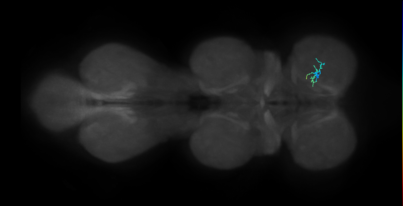 IN01B095_R (MaleCNS:819673)