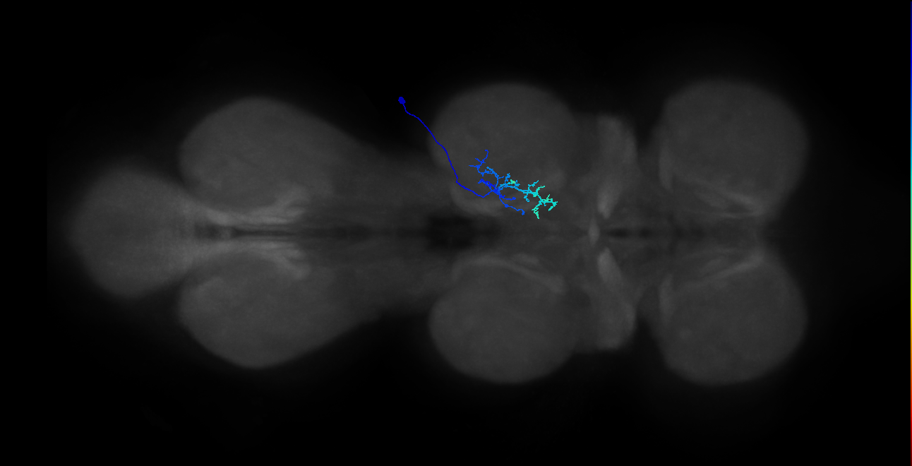 IN01B095_R (MaleCNS:816286)