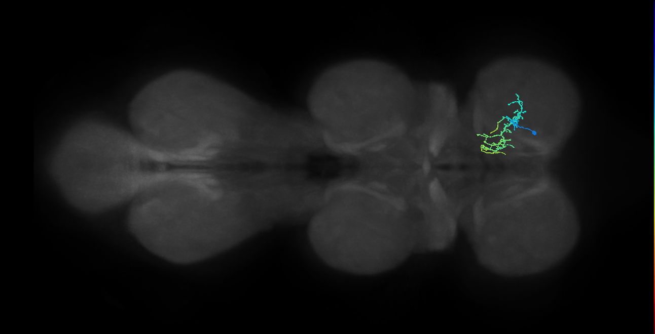 IN01B095_R (MaleCNS:814384)