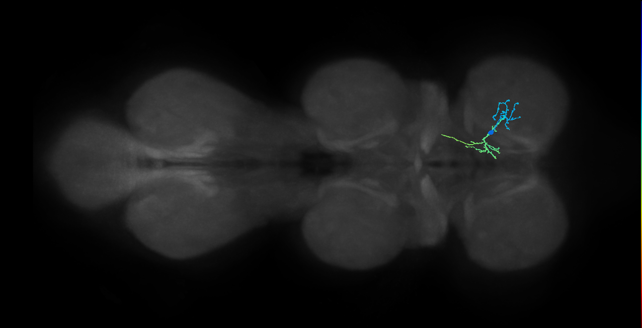 IN01B095_R (MaleCNS:914327)