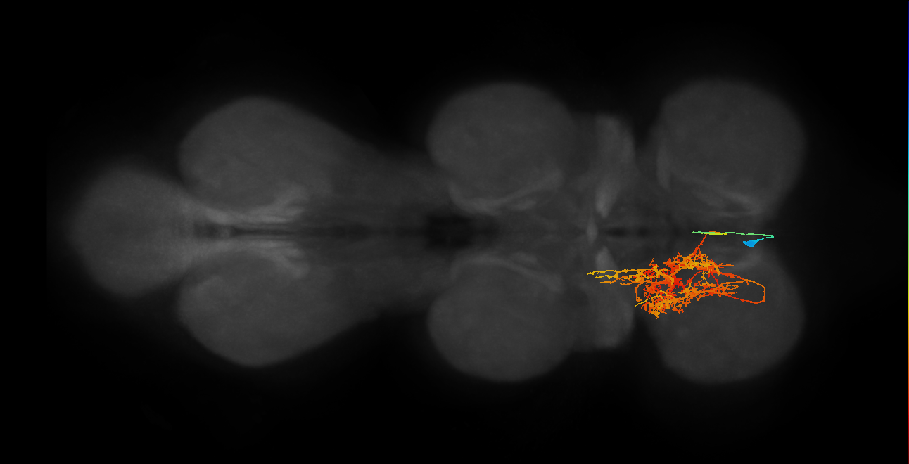 IN02A007_L (MaleCNS:803521)