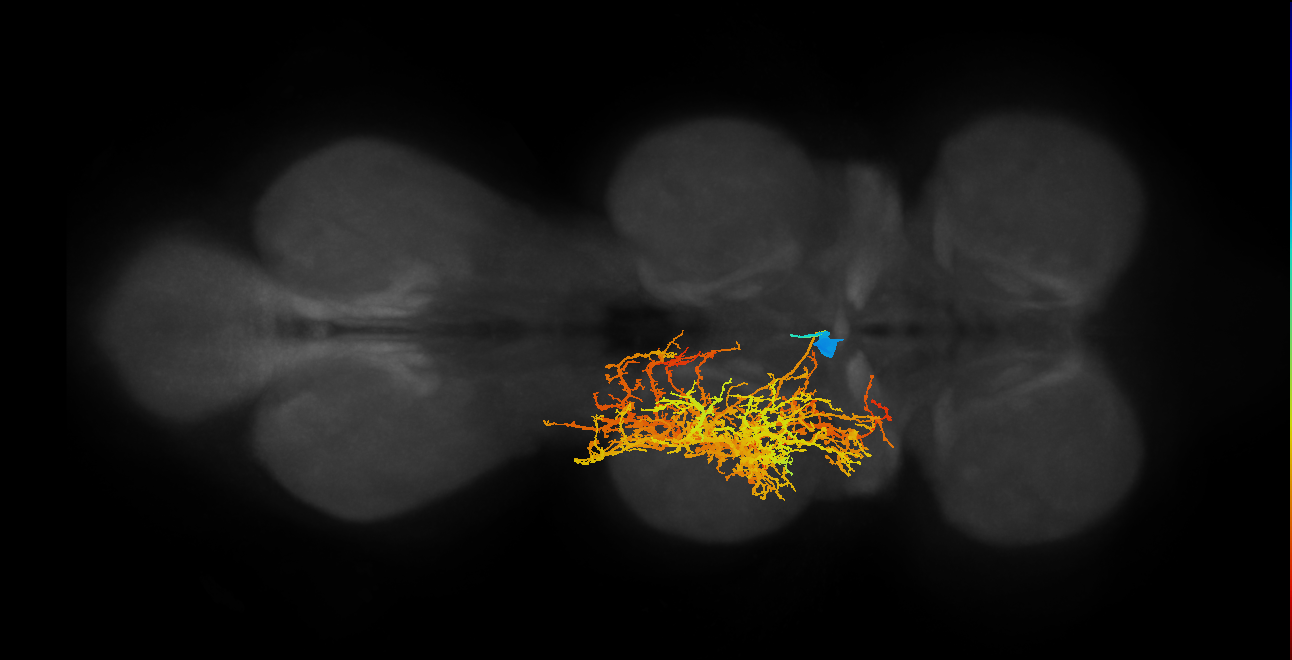 lineage NB2-1 primary interneuron