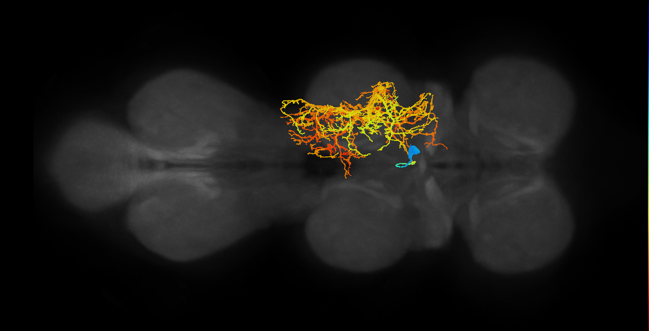 lineage NB2-1 primary interneuron
