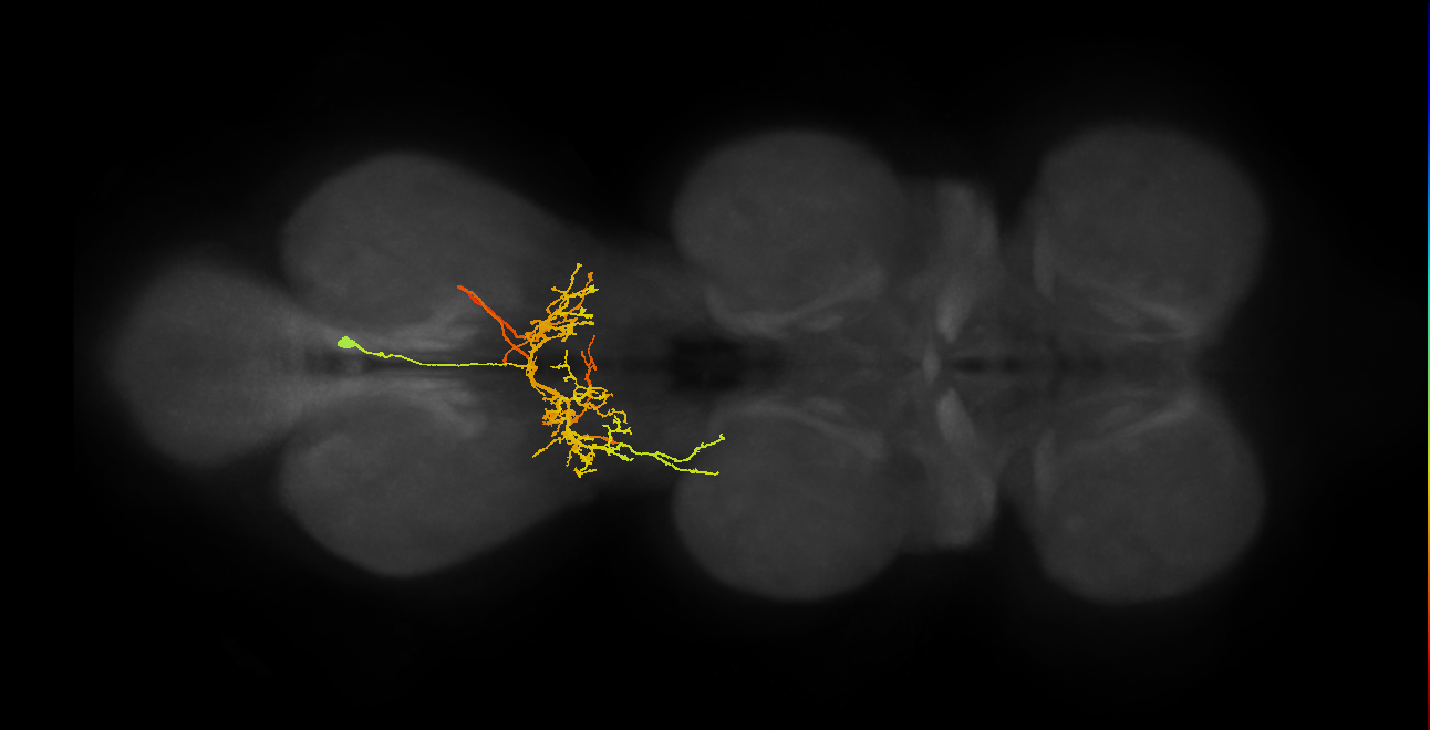 IN02A028_R (MaleCNS:906450)