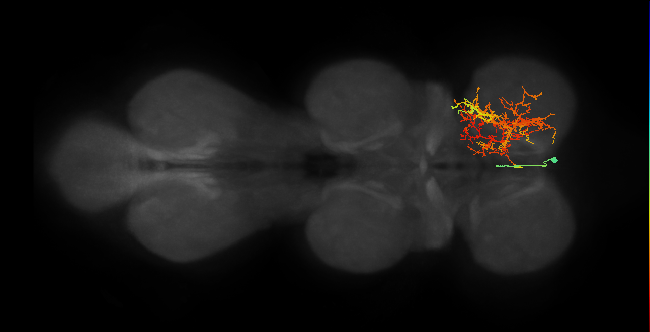 IN02A029_R (MaleCNS:906661)