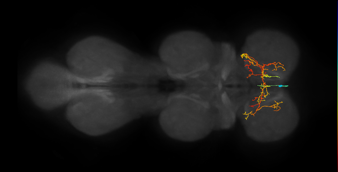 IN02A029_R (MaleCNS:807142)
