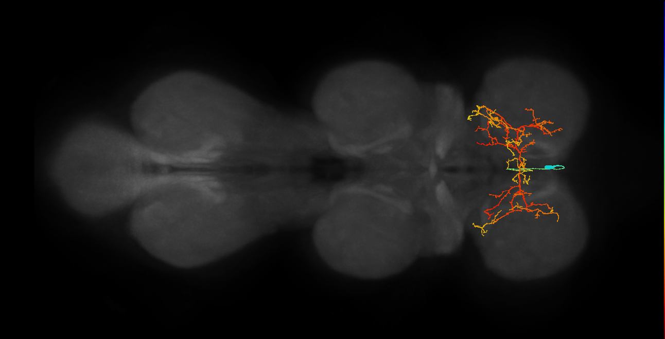 IN02A029_R (MaleCNS:810154)