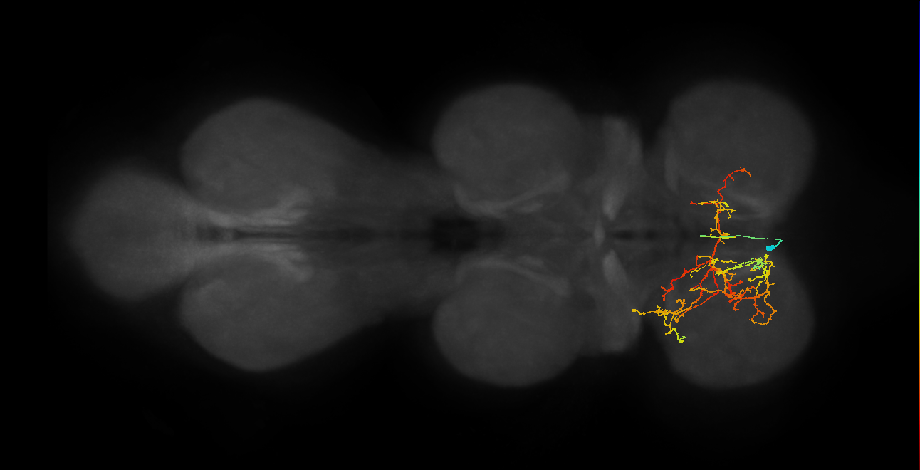 IN02A029_L (MaleCNS:810828)