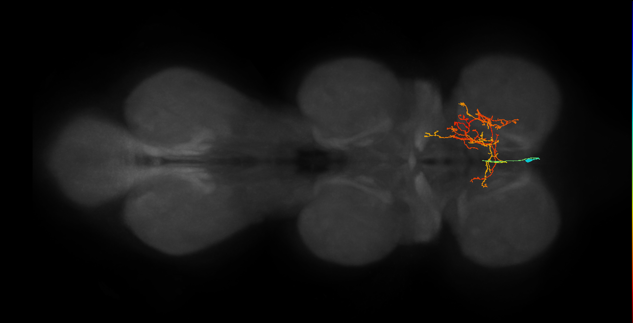 IN02A029_R (MaleCNS:813384)
