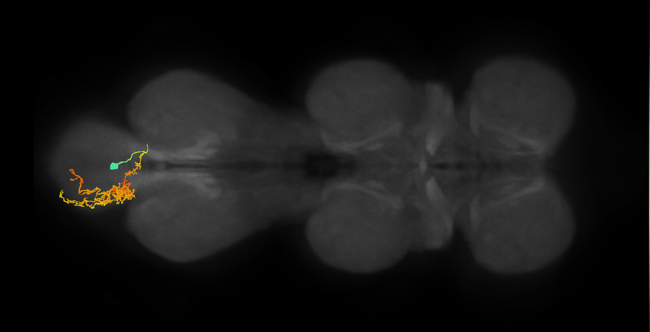 IN02A030_L (MaleCNS:803178)