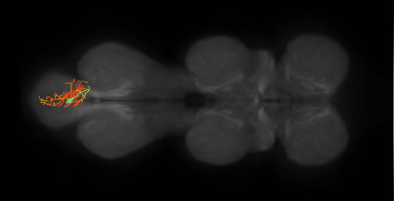 IN02A030_R (MaleCNS:804175)