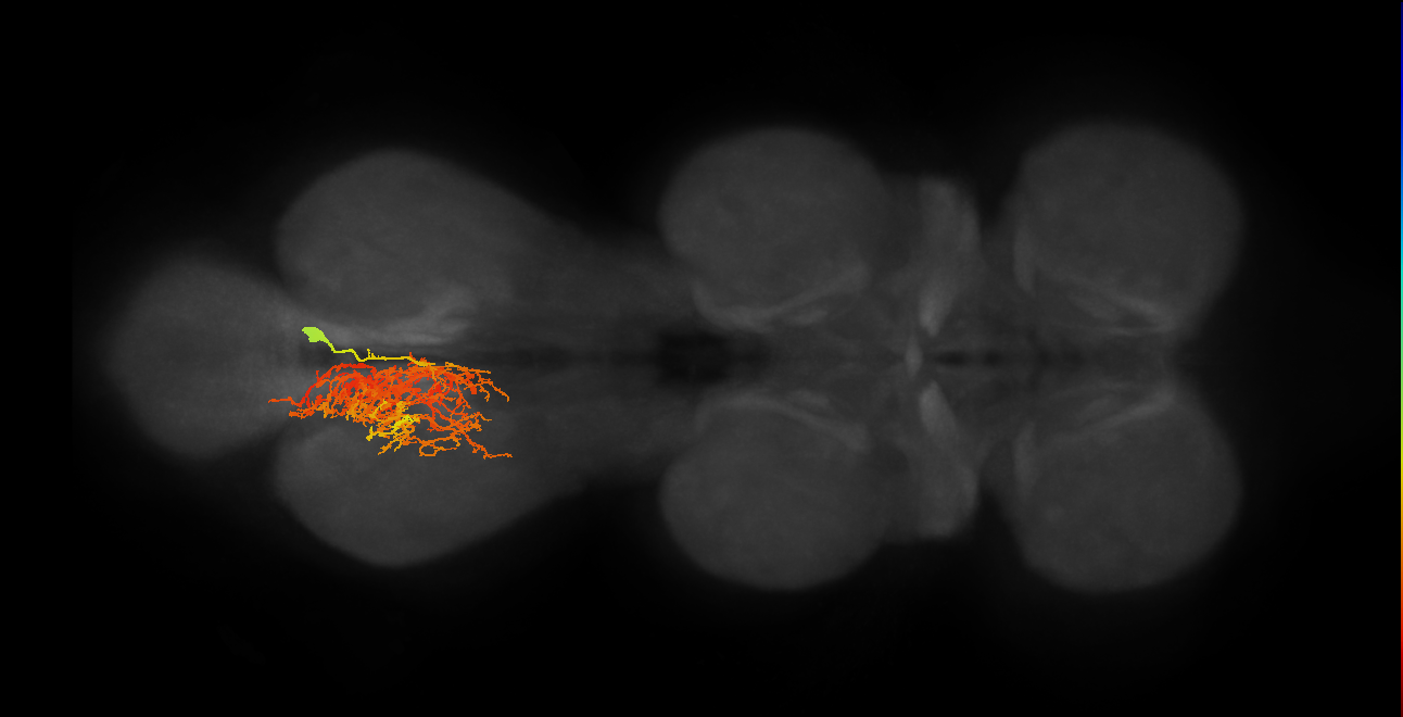 IN02A030_L (MaleCNS:802495)