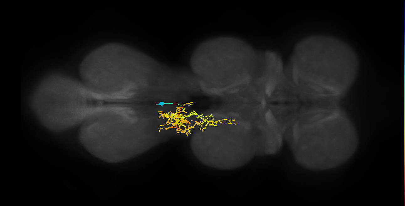 IN02A032_L (MaleCNS:910512)