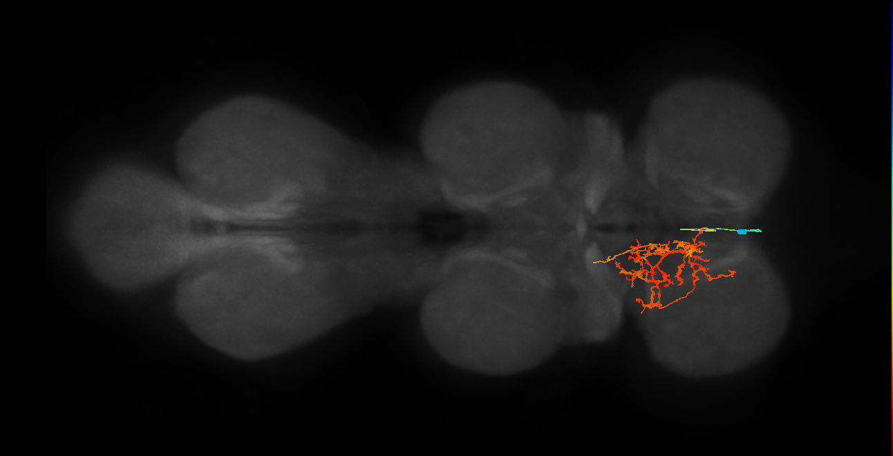 IN02A033_L (MaleCNS:801417)