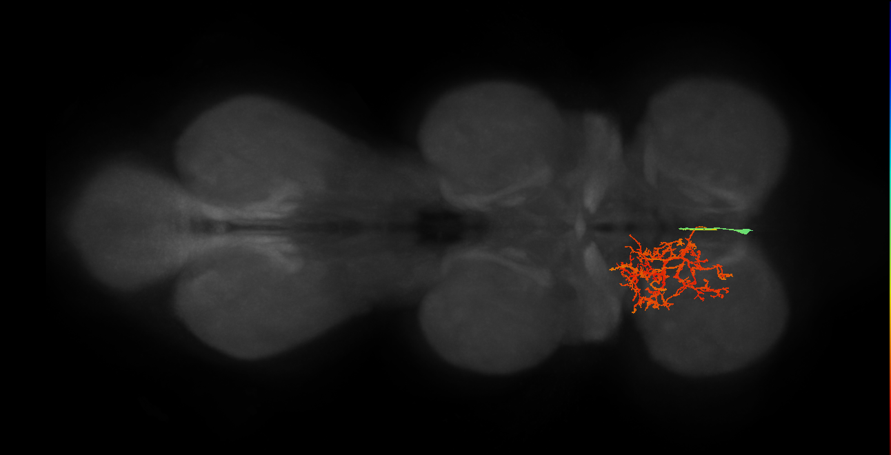 IN02A033_L (MaleCNS:805689)