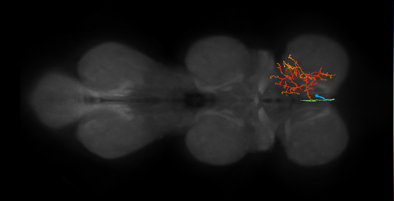 IN02A033_R (MaleCNS:804495)