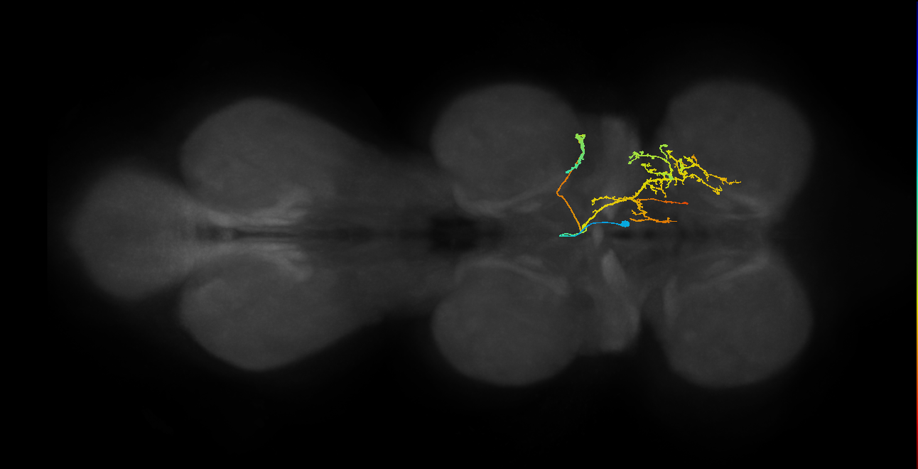 IN02A034_R (MaleCNS:908504)