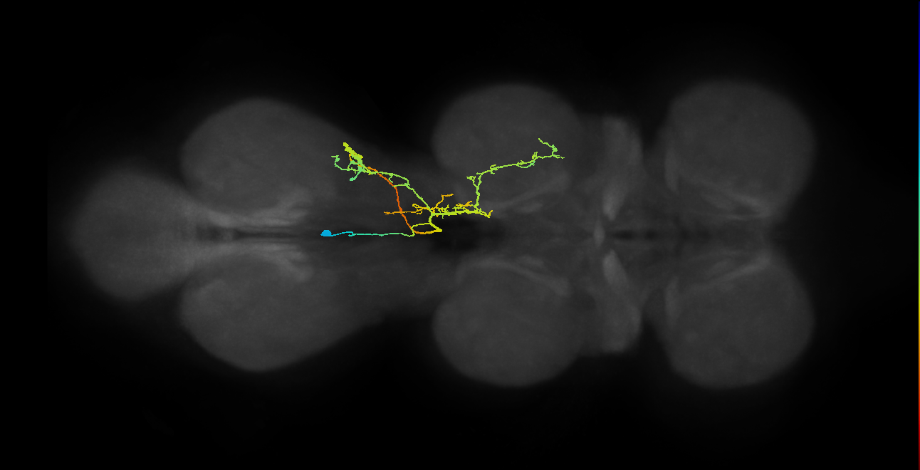IN02A035_R (MaleCNS:808659)