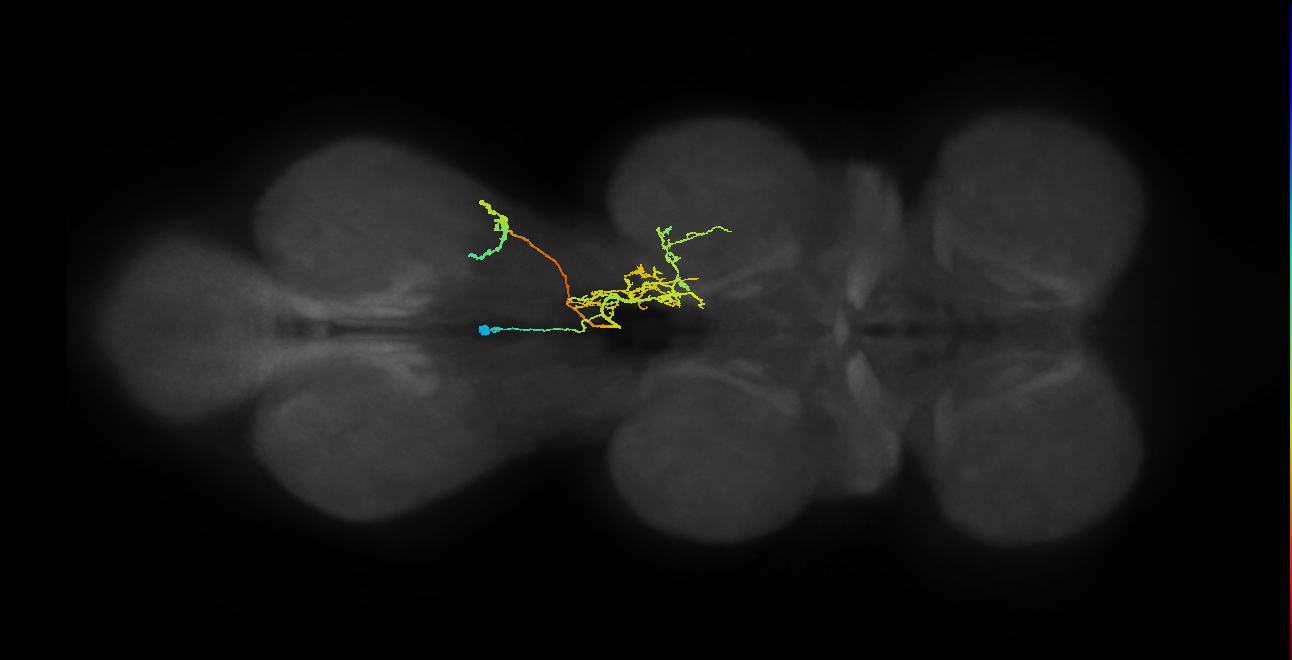 IN02A035_R (MaleCNS:811430)