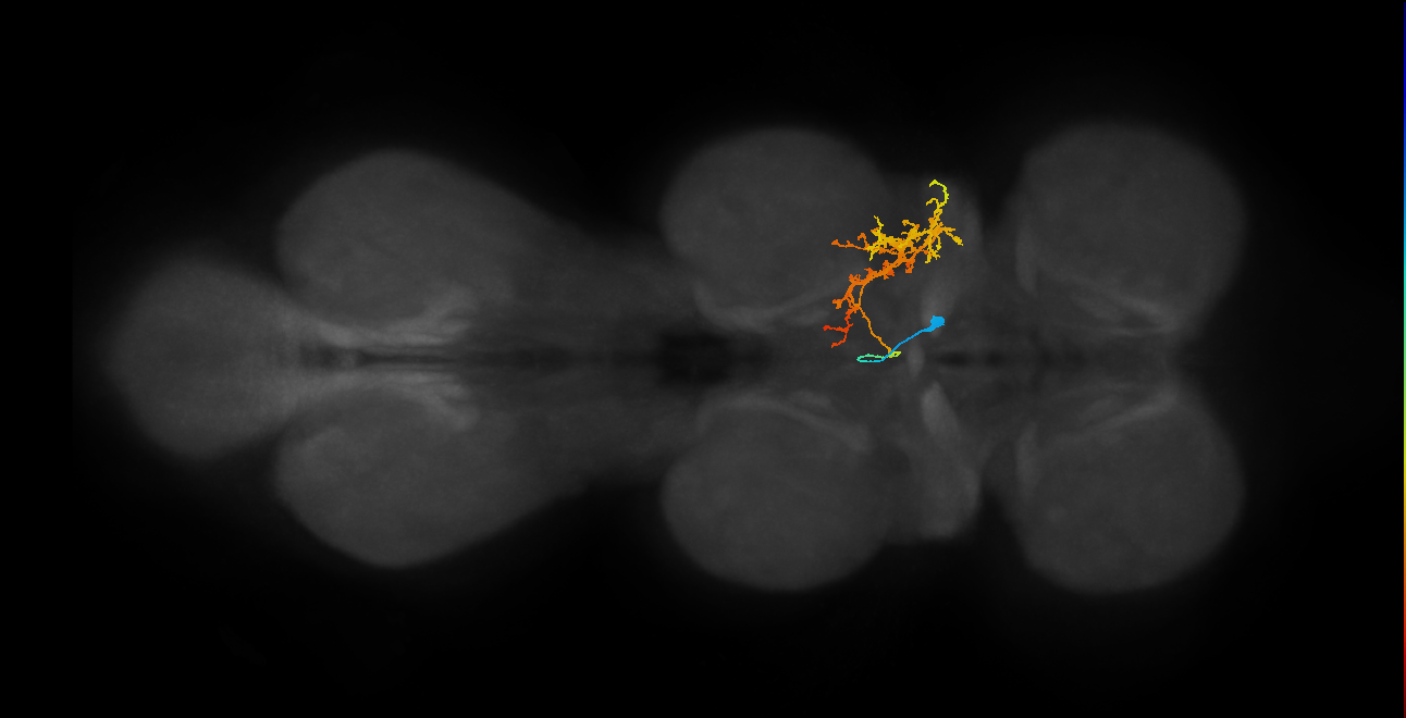 IN02A042_R (MaleCNS:908900)