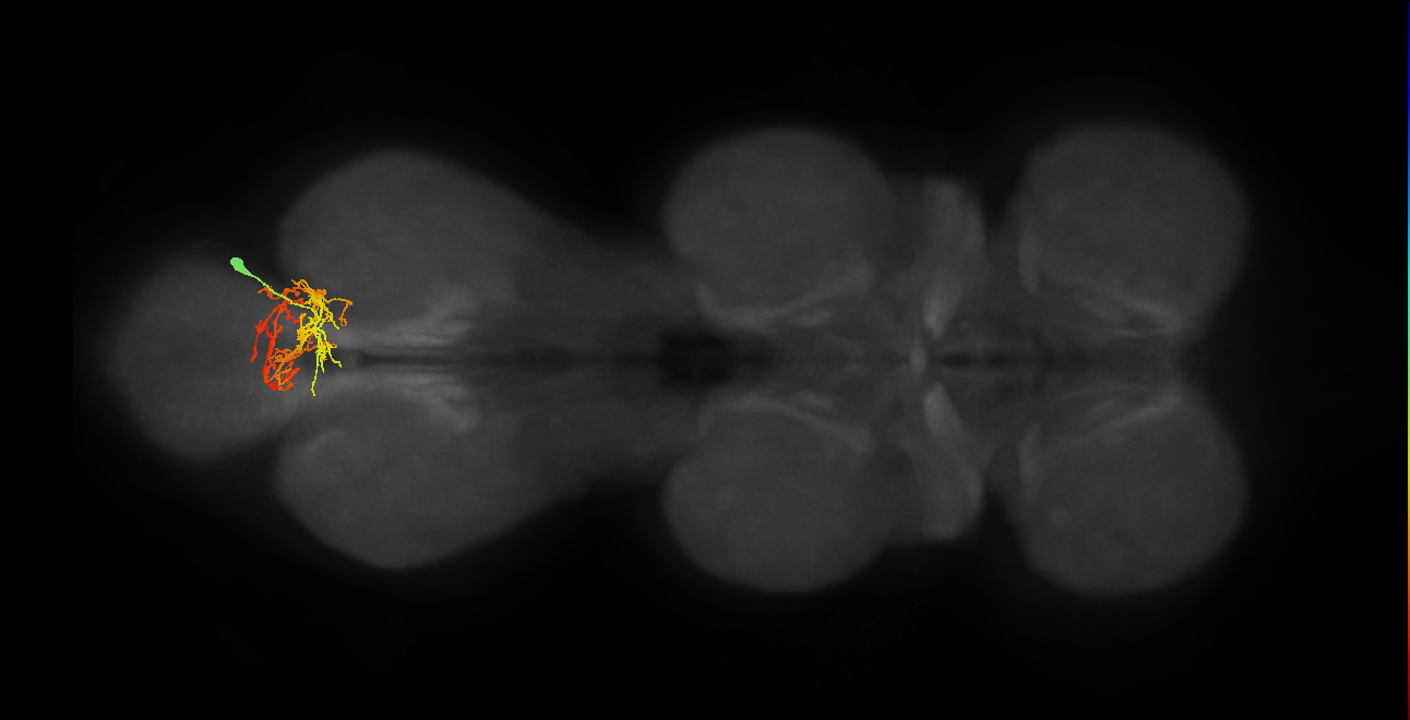 IN02A044_R (MaleCNS:803109)