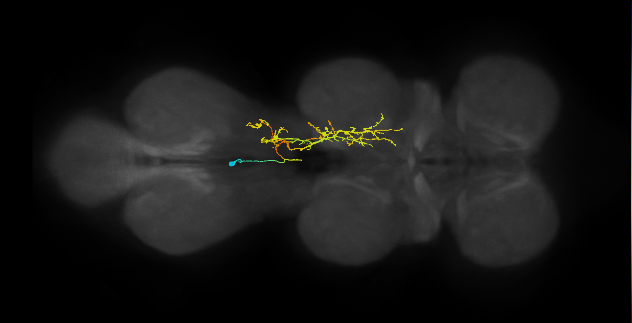 IN02A045_R (MaleCNS:812280)