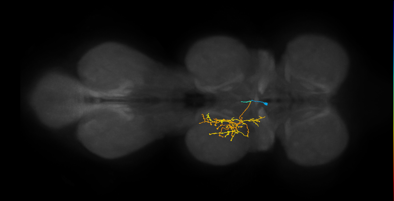 IN02A047_L (MaleCNS:816148)
