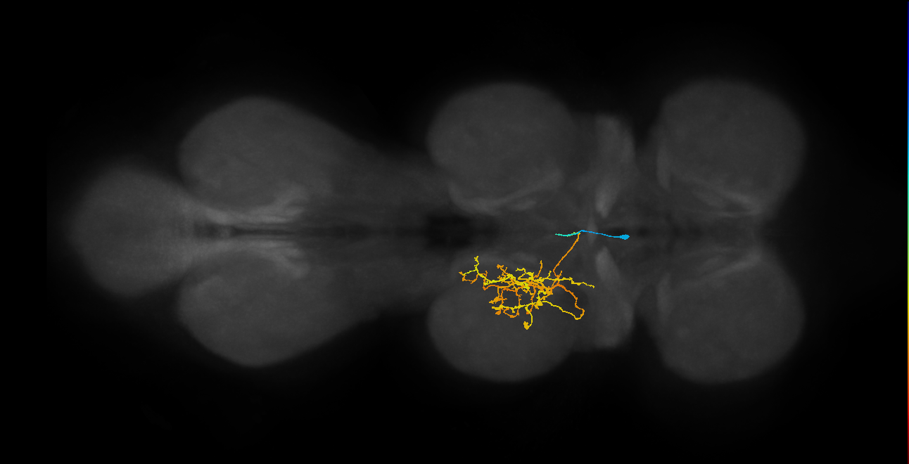 IN02A047_L (MaleCNS:912164)