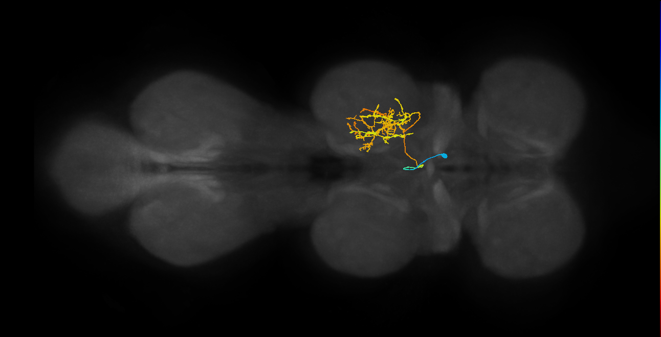 IN02A049_R (MaleCNS:811345)