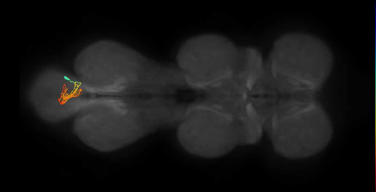 IN02A054_R (MaleCNS:909734)