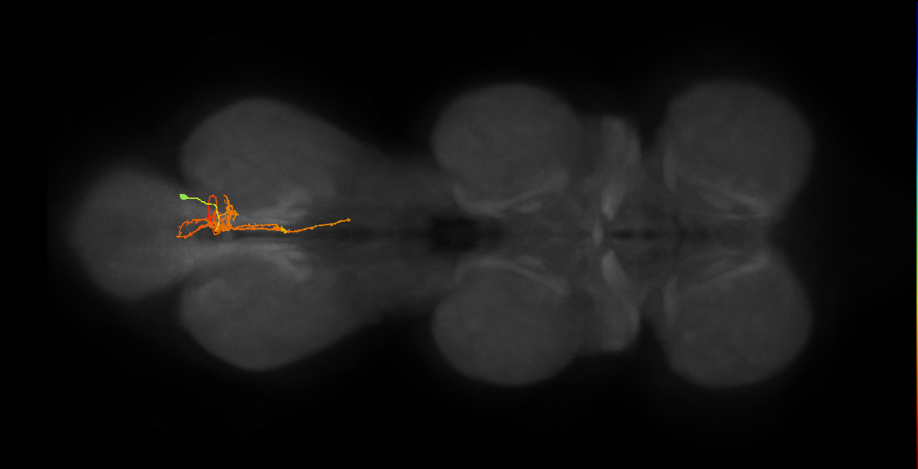 IN02A054_R (MaleCNS:809784)