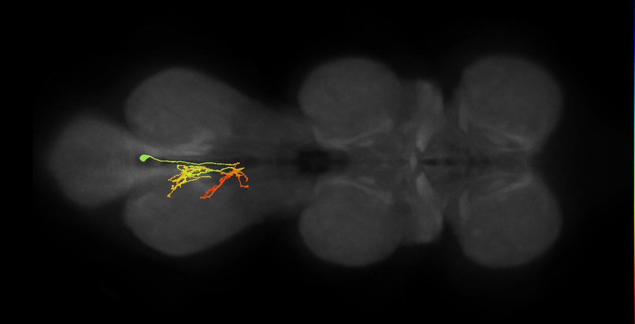 IN02A054_L (MaleCNS:807443)
