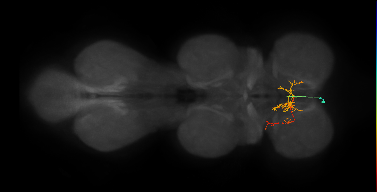 IN02A056_a_L (MaleCNS:812245)